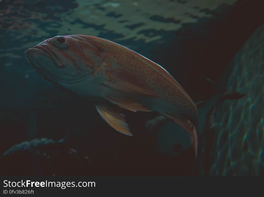 Profile portrait of fish swimming underwater.