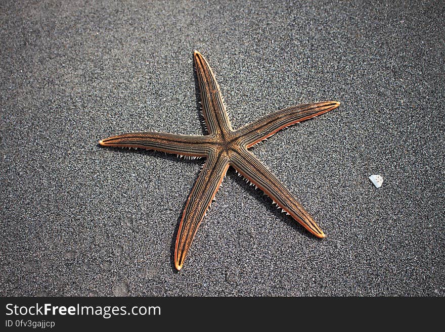 Close up of starfish on wet sandy beach. Close up of starfish on wet sandy beach.