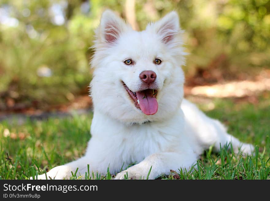 Outdoor portrait of long haired domestic white dog laying in green grass. Outdoor portrait of long haired domestic white dog laying in green grass.