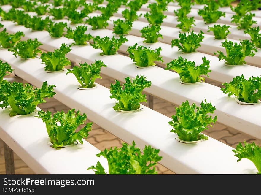 Rows of organic lettuce growing inside greenhouse. Rows of organic lettuce growing inside greenhouse.