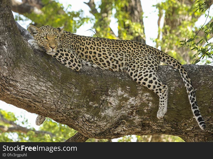 Cheetah Lying on Tree Branch during Day Time