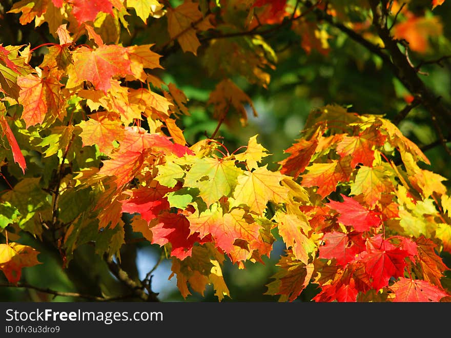 Yellow and Red Leaf Trees