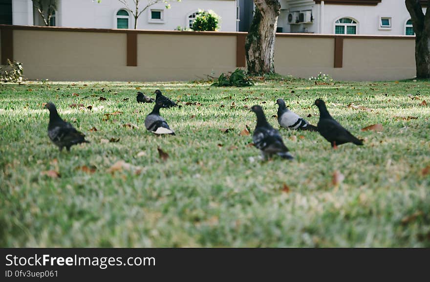 Several pigeons in the grass in an urban area. Several pigeons in the grass in an urban area.