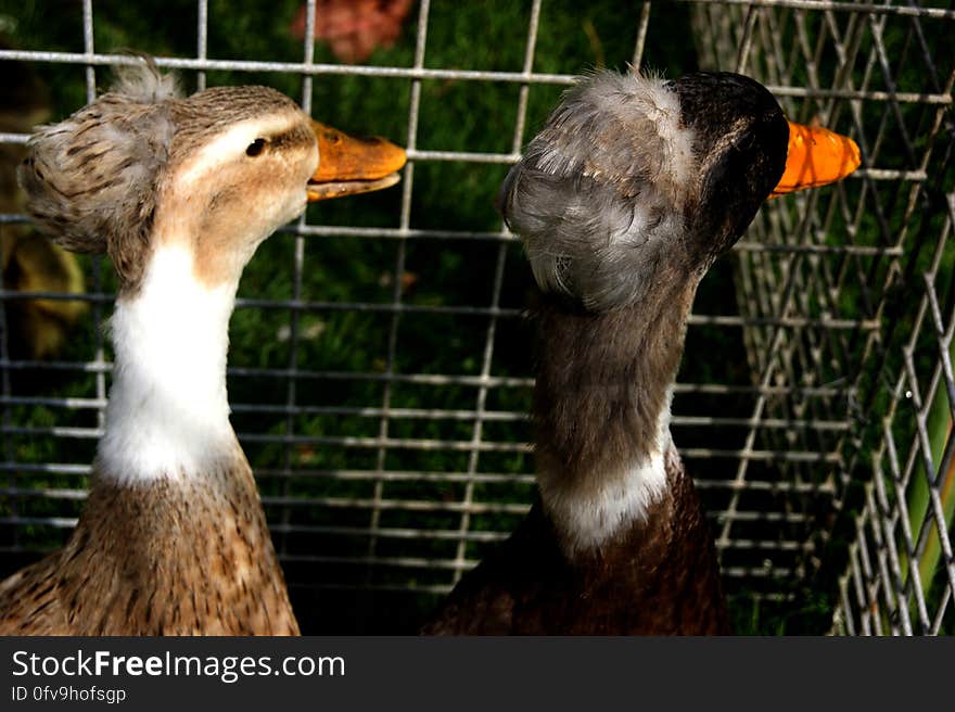 The young duck on meadow