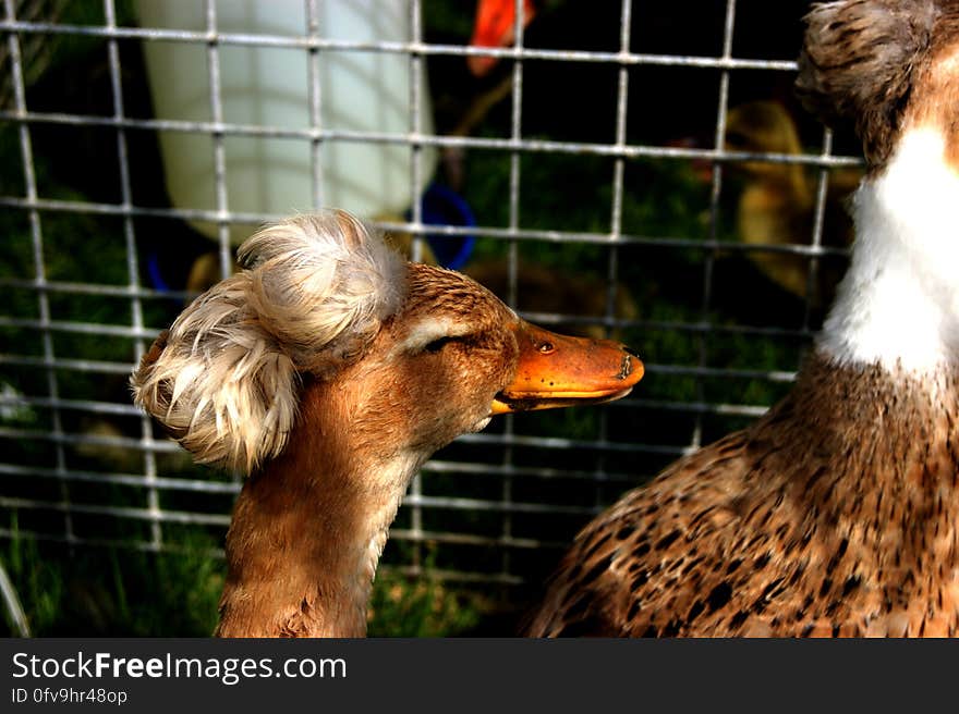 The young duck on meadow