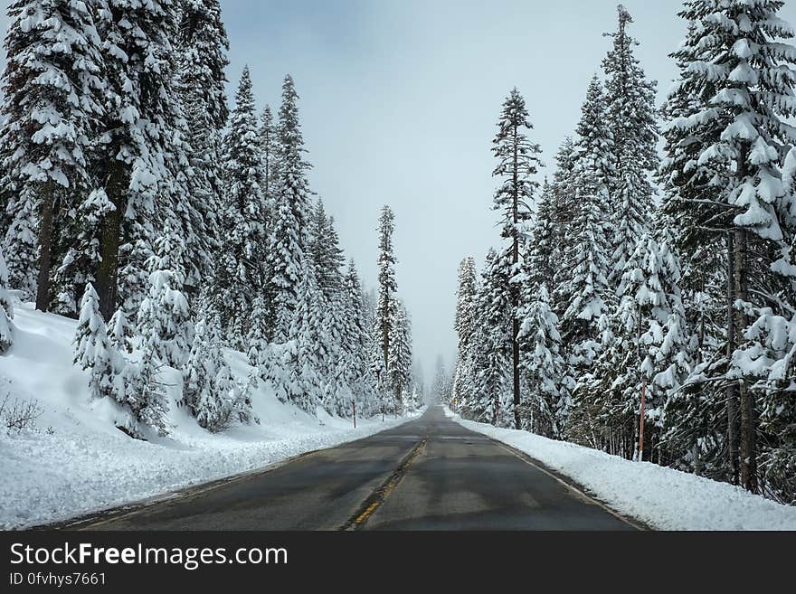 Trees Beside the Road Covered With Snow