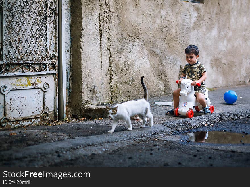 White Brown Short Fur Cat Walking Near Boy in Brown Black Short Sleeve Shirt Riding White Red Toy