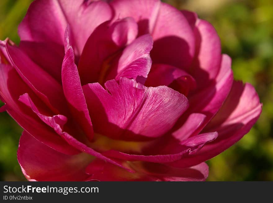 Red Petaled Rose on Bloom at Daytime