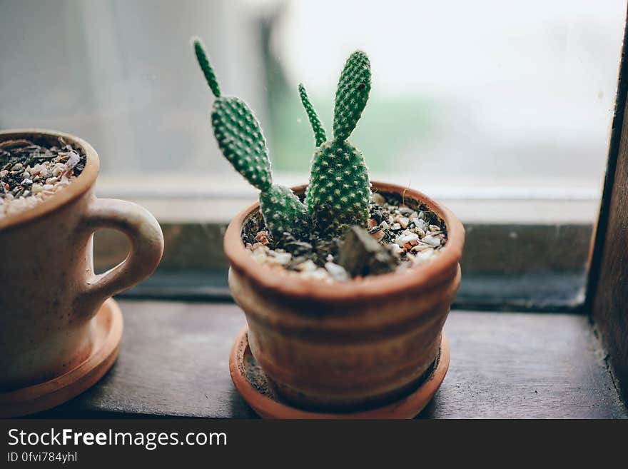 Cactus in terre cotta pots on sunny windowsills. Cactus in terre cotta pots on sunny windowsills.