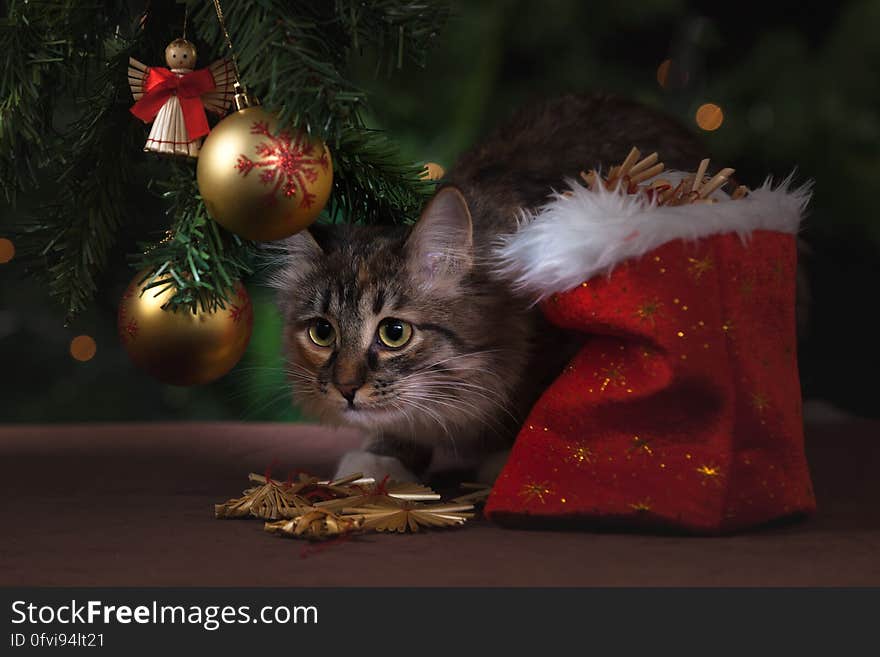 A close up of a cat sneaking under a Christmas tree. A close up of a cat sneaking under a Christmas tree.