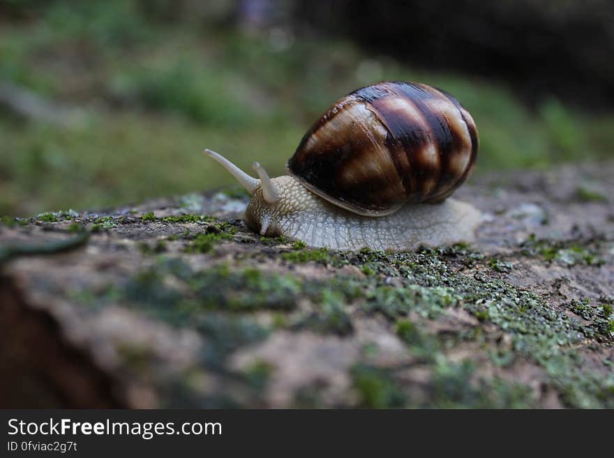 A close up of a snail crawling on the ground. A close up of a snail crawling on the ground.