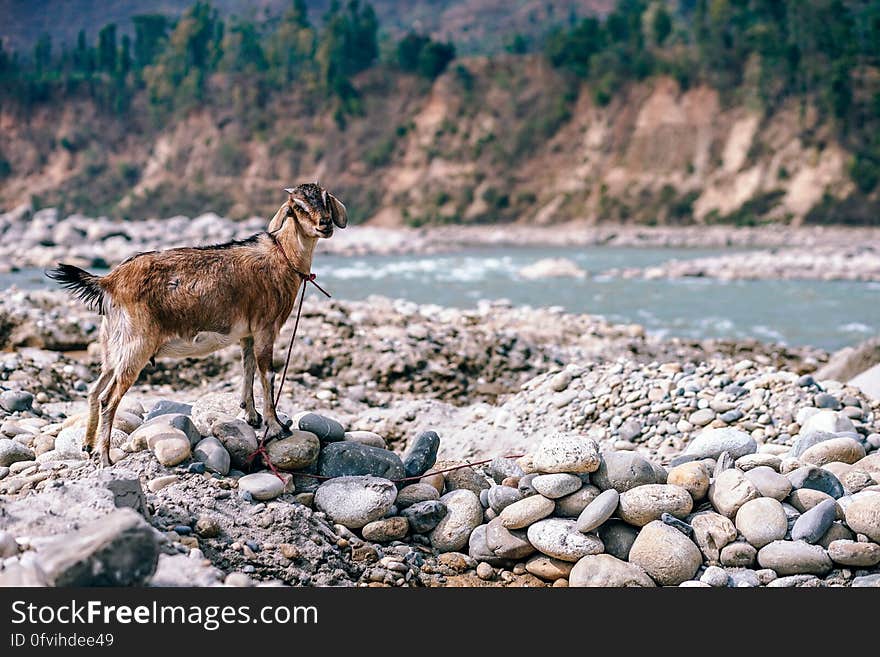 A goat standing on the rocks by a river. A goat standing on the rocks by a river.