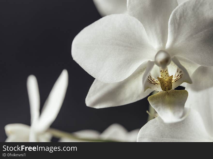 A close up of a white orchid flower.