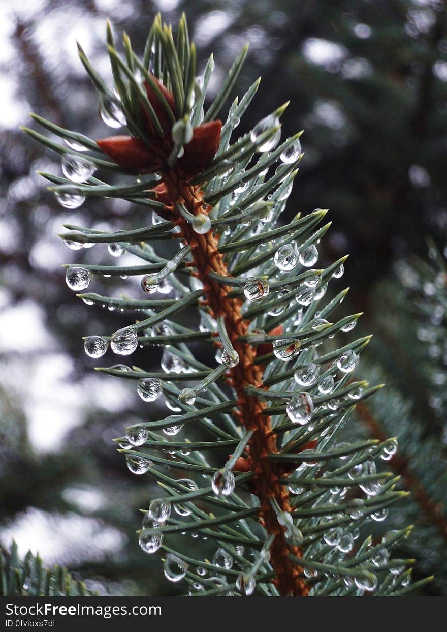 Close up of rain drops on needles of green pine branch. Close up of rain drops on needles of green pine branch.