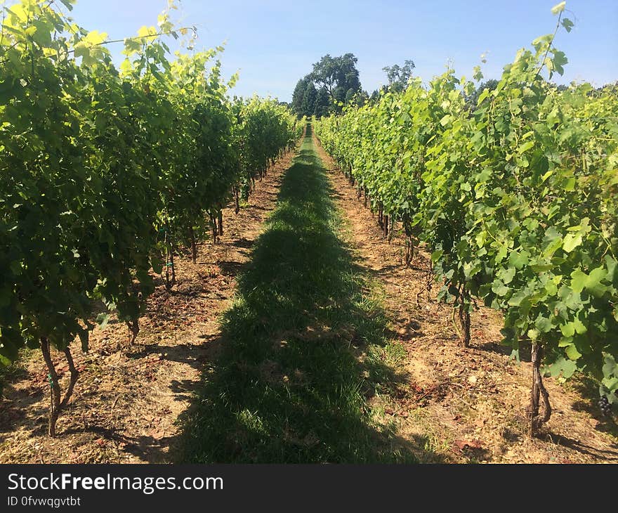 Wine-making grapes, like these Syrah &#x28;or Shiraz&#x29; grapes, require different growing conditions than grapes meant for eating. Cultivating wine grapes involves trying to concentrate sugars and encourage thicker skins, because these are what give wine its flavor. To do that, one of the most important factors to look for is the drainage of the soils. These grapes are grown on a greenstone schist formation in Westminster, Maryland. Photo credit: Alex Demas, USGS. Watch a video about &quot;The Science of Good Taste — Geology, Food, and Wine&quot; at on.doi.gov/FoodWine You can also learn more about &quot;Oktoberfest! The Science of Beer and Wine Making&quot; at on.doi.gov/Oktoberfest. Wine-making grapes, like these Syrah &#x28;or Shiraz&#x29; grapes, require different growing conditions than grapes meant for eating. Cultivating wine grapes involves trying to concentrate sugars and encourage thicker skins, because these are what give wine its flavor. To do that, one of the most important factors to look for is the drainage of the soils. These grapes are grown on a greenstone schist formation in Westminster, Maryland. Photo credit: Alex Demas, USGS. Watch a video about &quot;The Science of Good Taste — Geology, Food, and Wine&quot; at on.doi.gov/FoodWine You can also learn more about &quot;Oktoberfest! The Science of Beer and Wine Making&quot; at on.doi.gov/Oktoberfest