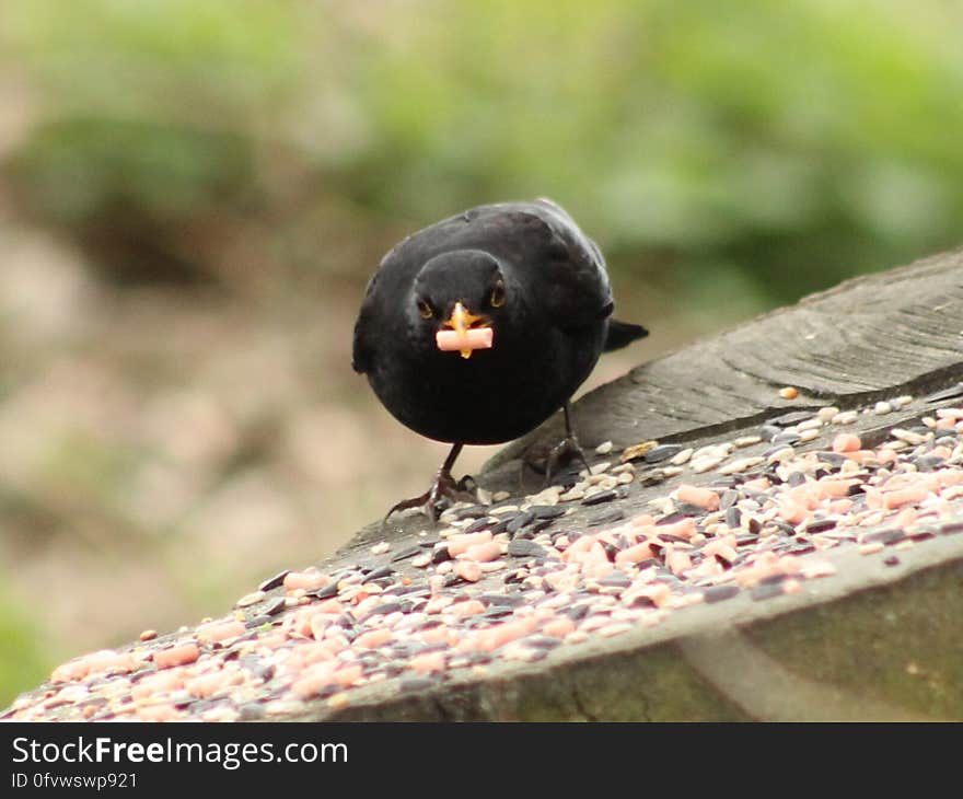 Male Blackbird getting his strength up ready for the breeding season. The high-energy suet nibbles was the food of choice today. Wheelock Rail Trail, Sandbach, Cheshire. 10/03/2017. Male Blackbird getting his strength up ready for the breeding season. The high-energy suet nibbles was the food of choice today. Wheelock Rail Trail, Sandbach, Cheshire. 10/03/2017