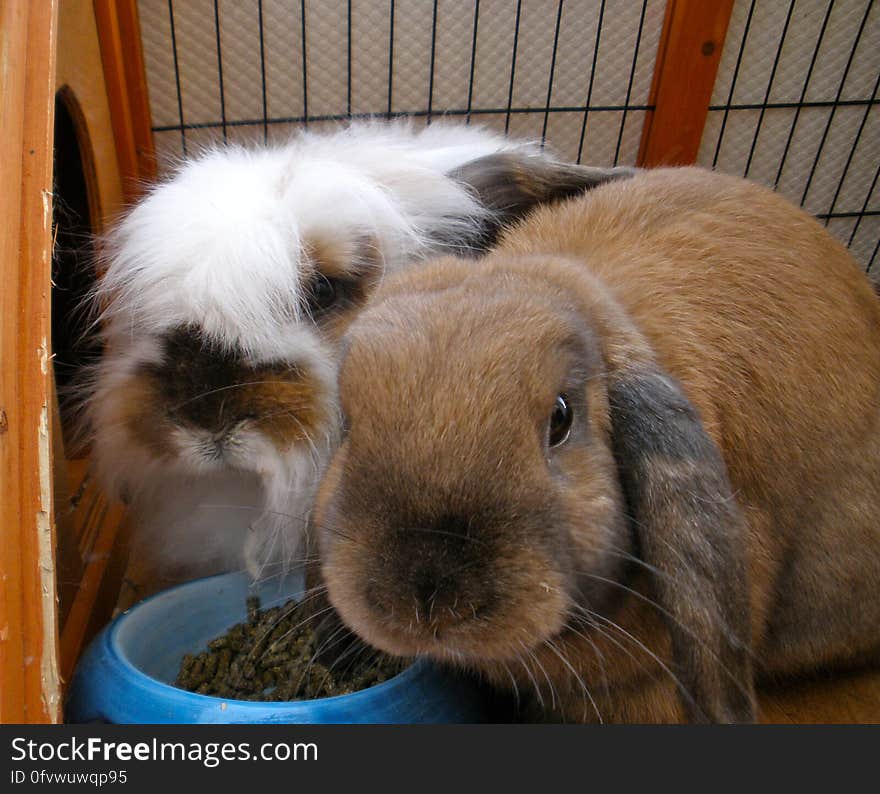 The bunnies eating their breakfast. The bunnies eating their breakfast.