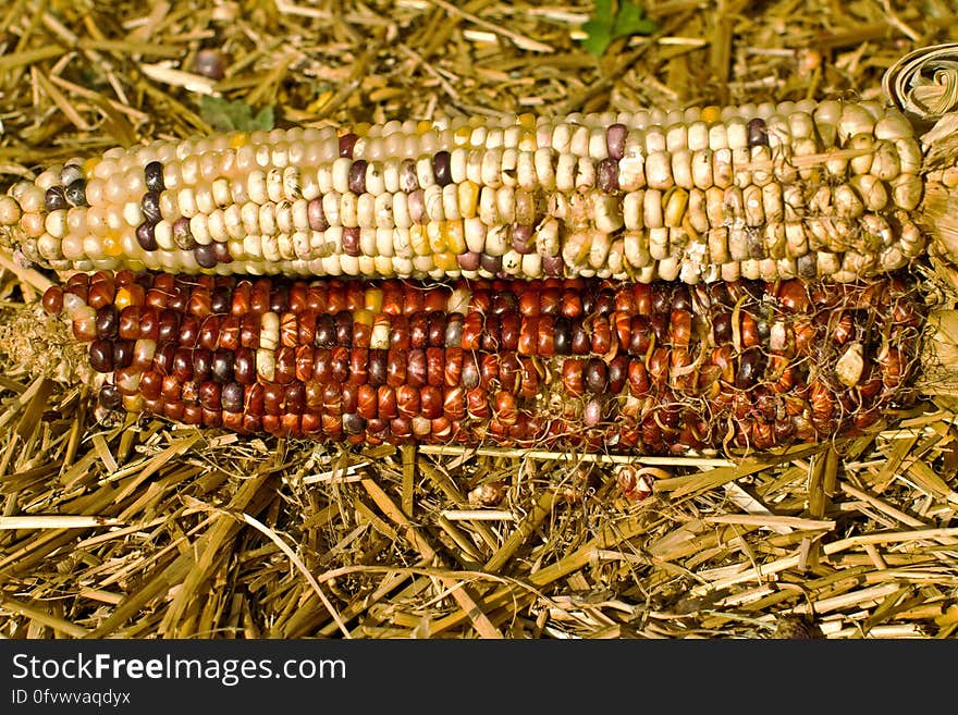 Maize &#x28;corn&#x29; at Halloween.