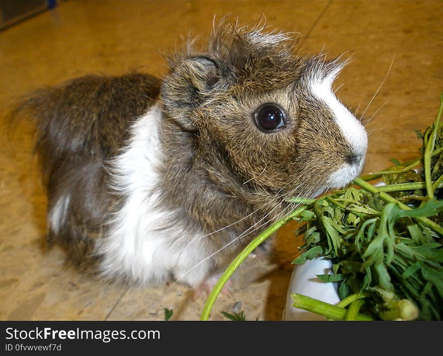 Koko being greedy. [I went to visit the guinea pigs in my mom&#x27;s classroom yesterday to do a health check up and cut their nails before they left for the holidays with one of the children&#x27;s family.]. Koko being greedy. [I went to visit the guinea pigs in my mom&#x27;s classroom yesterday to do a health check up and cut their nails before they left for the holidays with one of the children&#x27;s family.]