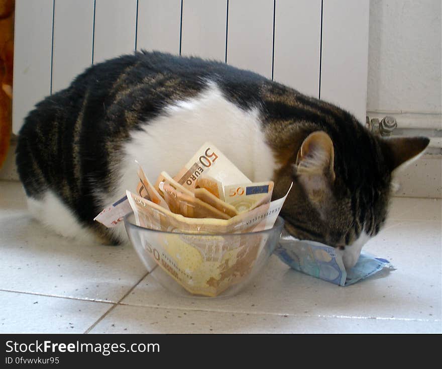 Chiqui enjoying a tasty bowl of euros. Chiqui enjoying a tasty bowl of euros.