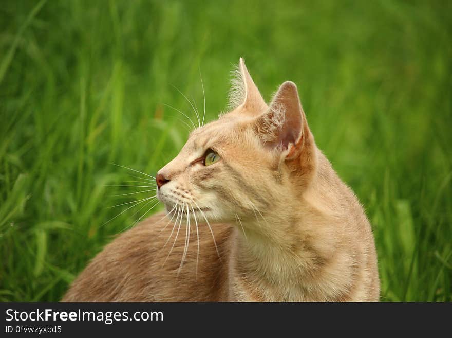 Tan Cat Beside Green Grass during Daytime