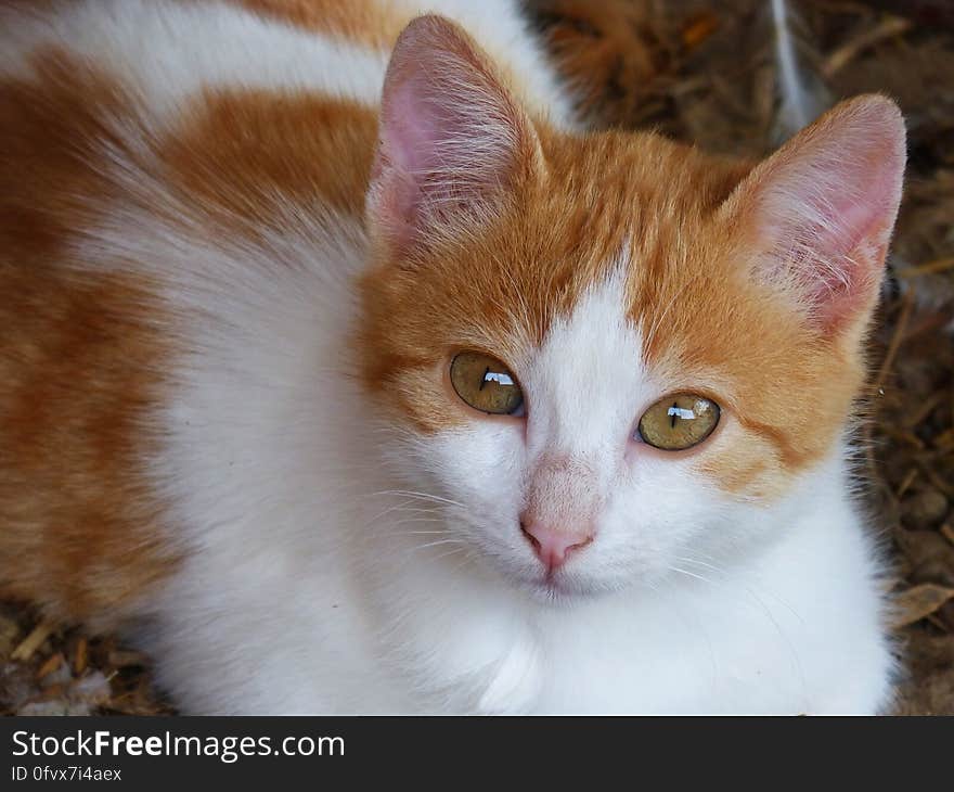 Portrait of orange and white short hair domestic tabby cat on floor looking at camera. Portrait of orange and white short hair domestic tabby cat on floor looking at camera.