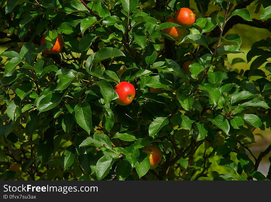 Red apples on branches of green leafy tree in sunny garden. Red apples on branches of green leafy tree in sunny garden.