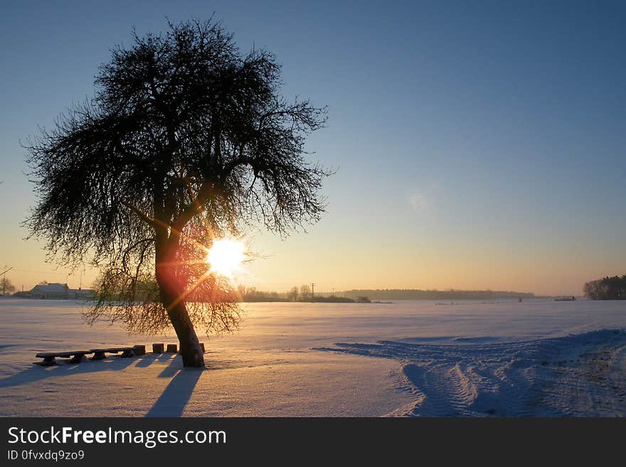 Sunset behind tree in snow covered rural field. Sunset behind tree in snow covered rural field.