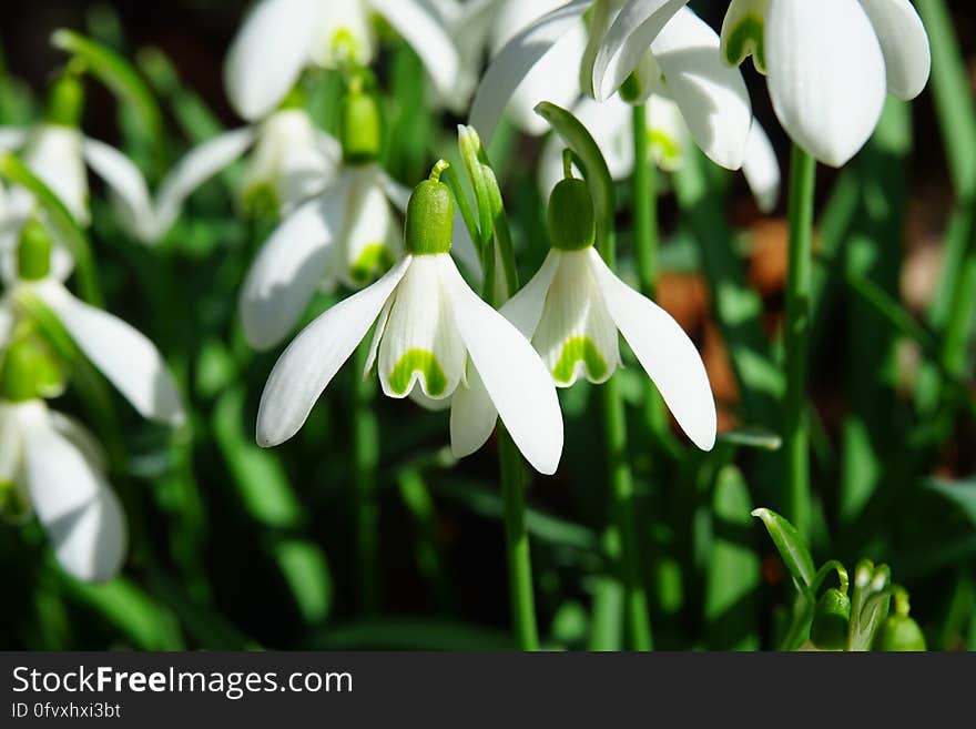 Close up of white spring snowdrop flowers against green stems in sunny garden.