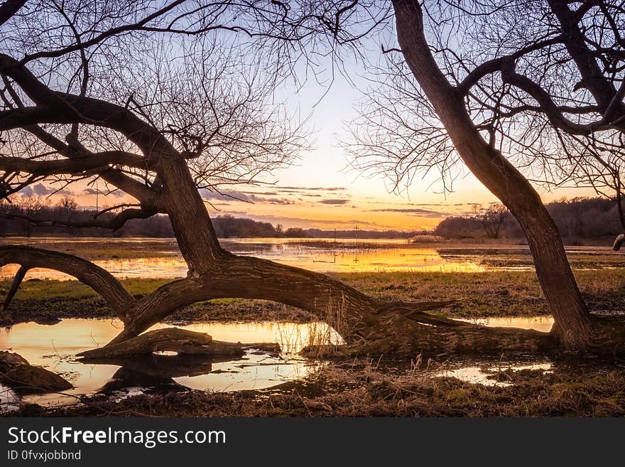 Sunset in horizon through trees along marshes on waterfront in countryside. Sunset in horizon through trees along marshes on waterfront in countryside.