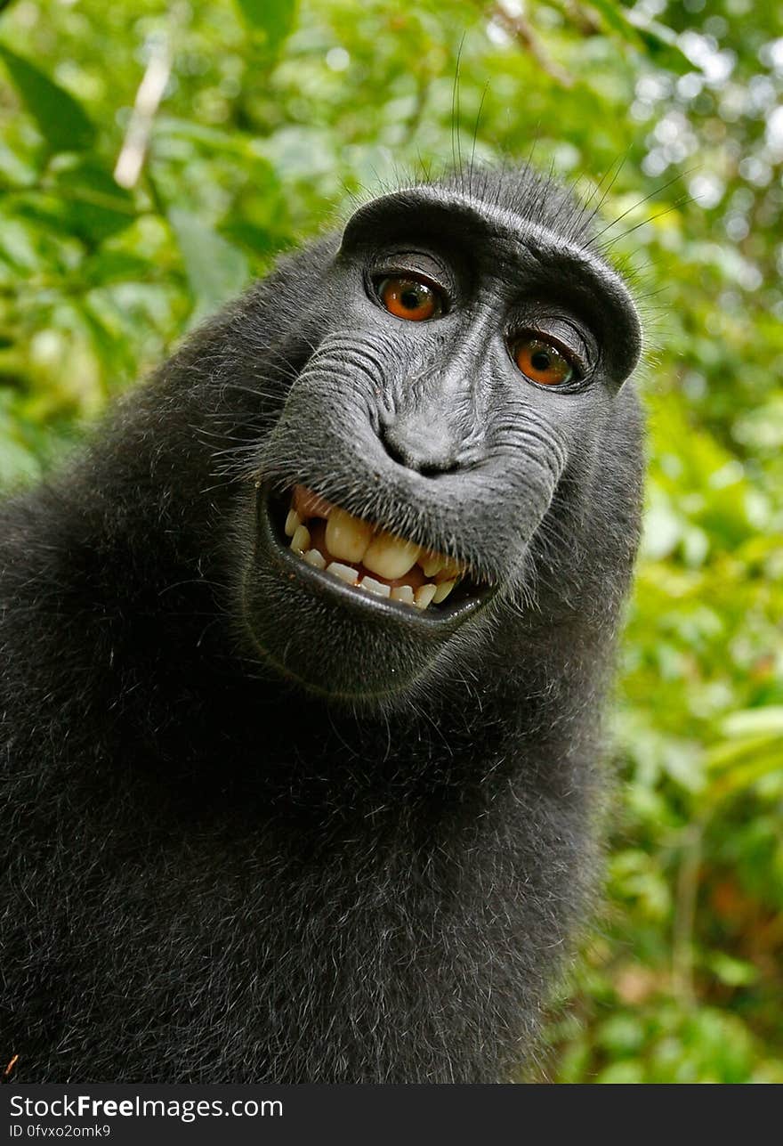 Black Chimpanzee Smiling