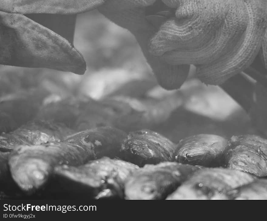 Bbq, Bbqsardines, Blackandwhite, Commercial