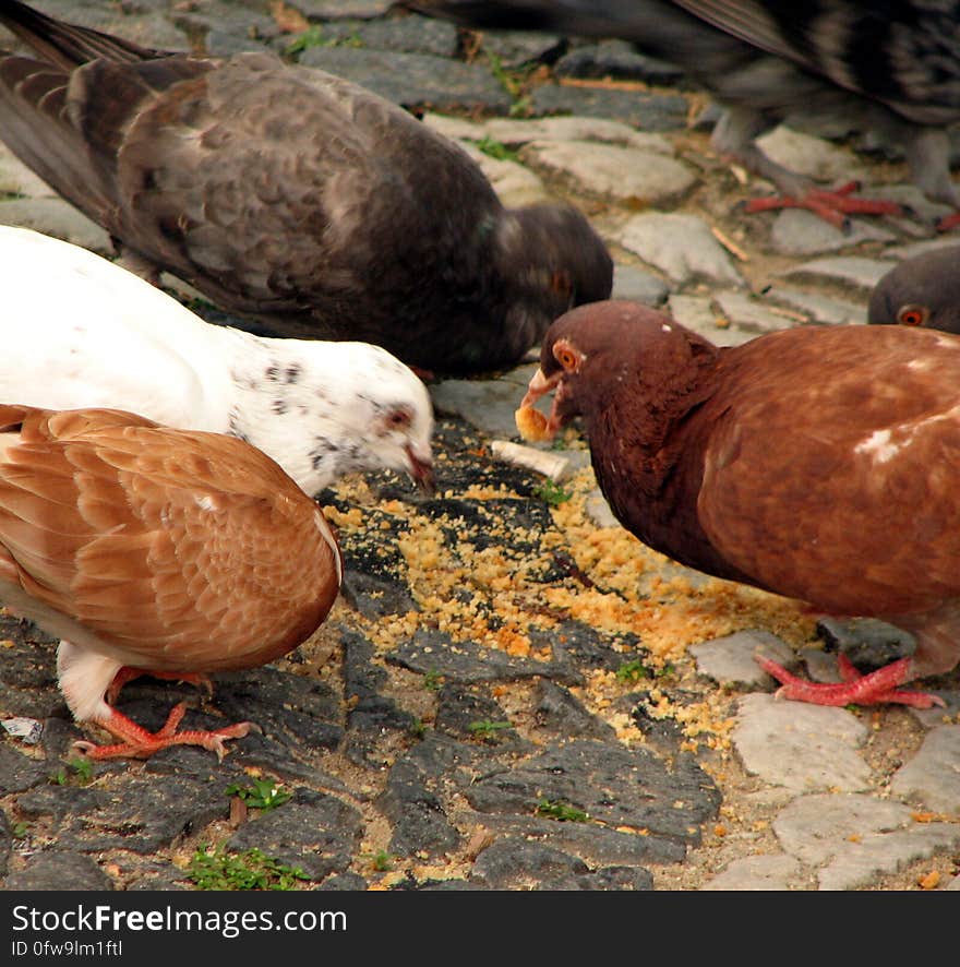 Pigeons eating