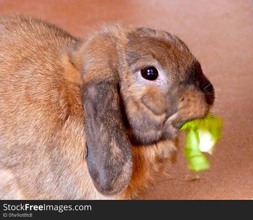 Chewy enjoying some lettuce. Chewy enjoying some lettuce.