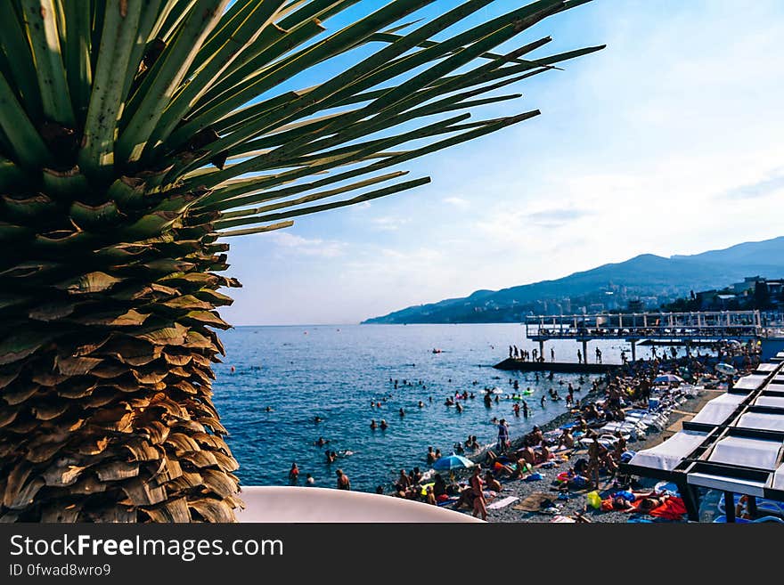 Crowds on waterfront with blue skies on sunny day with palm tree. Crowds on waterfront with blue skies on sunny day with palm tree.