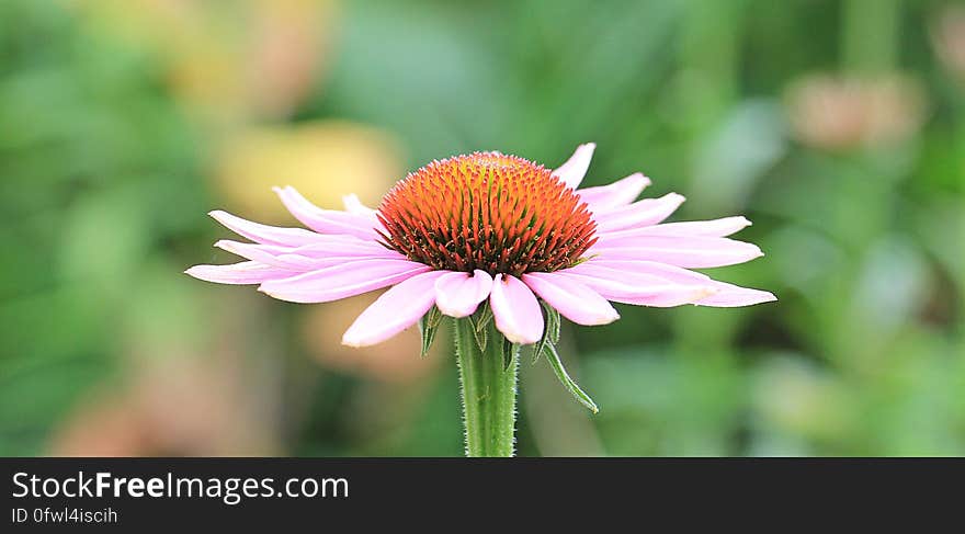 Pink Petaled Flower in Closeup Photography