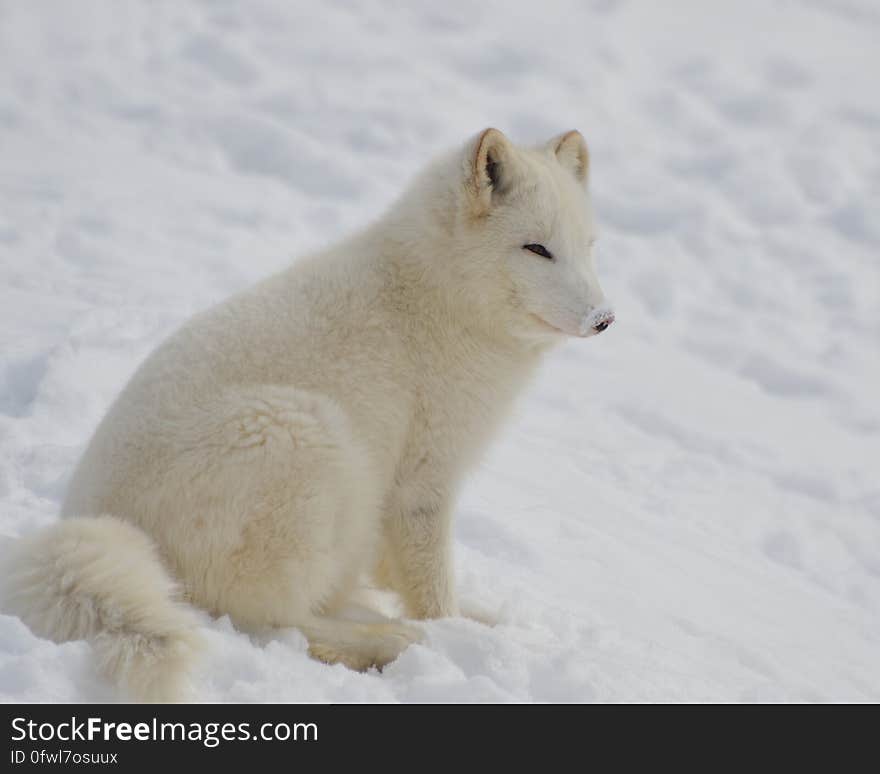 White Short Fur 4 Legged Animal on Bed of Snow during Twilight