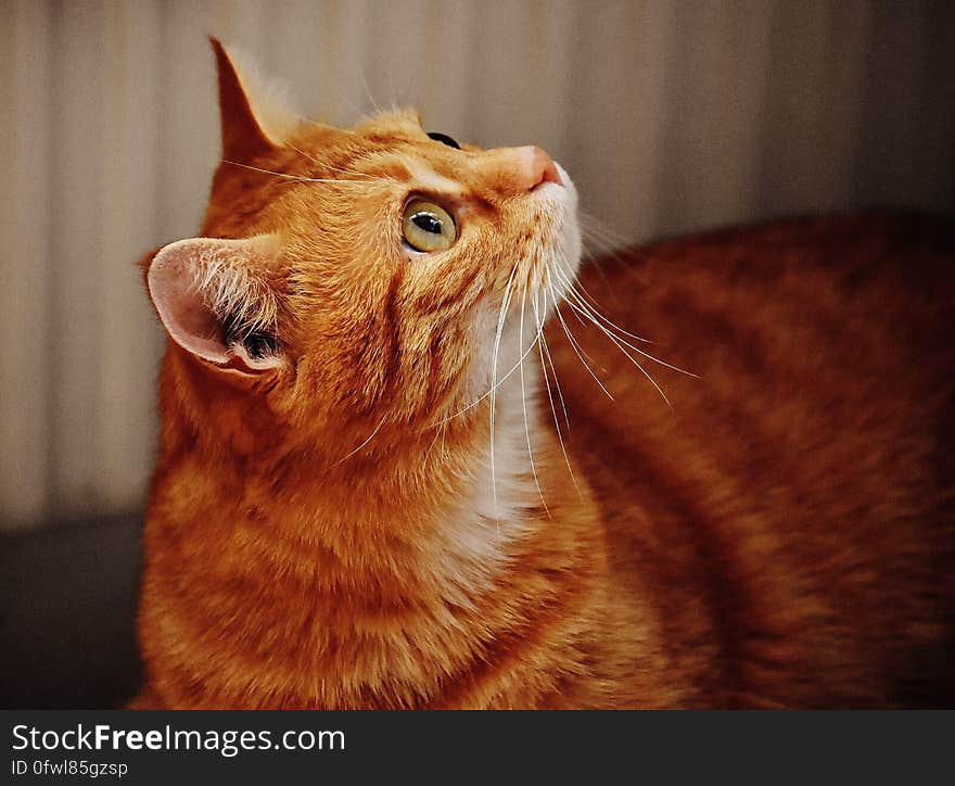 A ginger tabby cat looking up. A ginger tabby cat looking up.