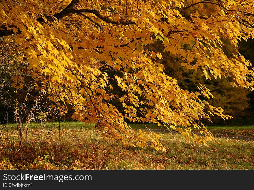 A plant with yellow leaves in the autumn.