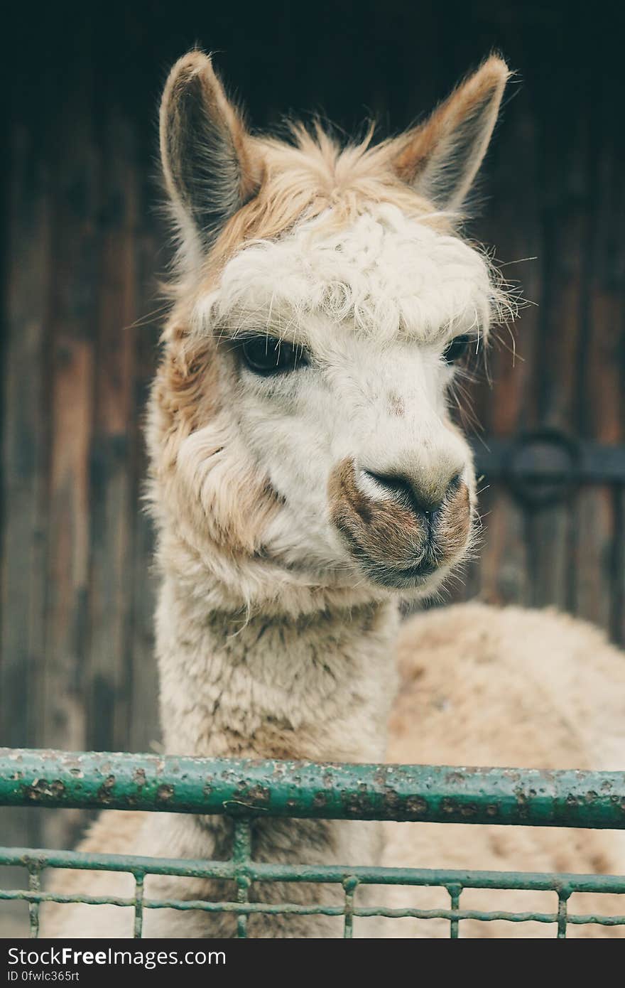 A close up of a fuzzy llama. A close up of a fuzzy llama.