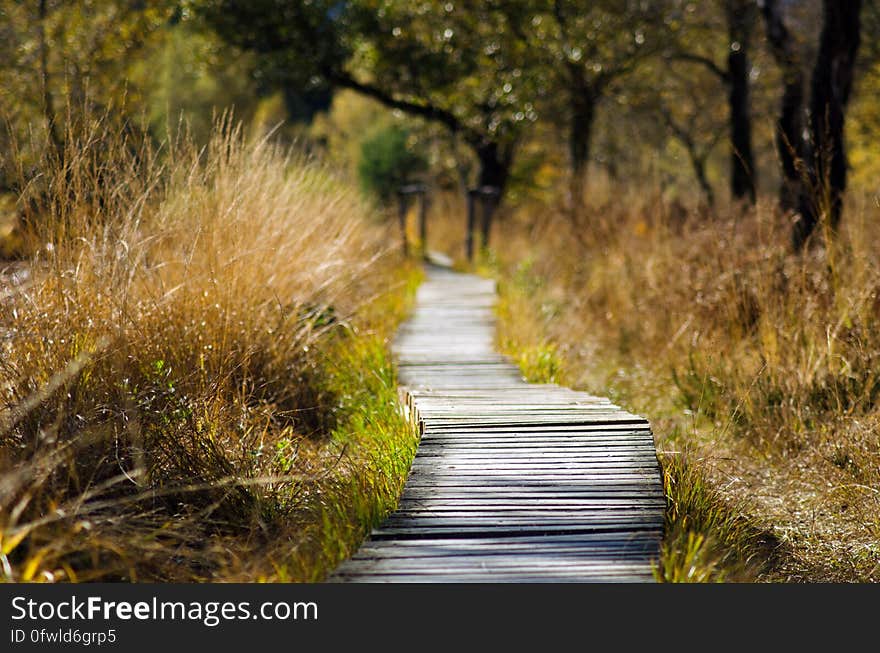 A grassland or marsh with boardwalk passing through it. A grassland or marsh with boardwalk passing through it.