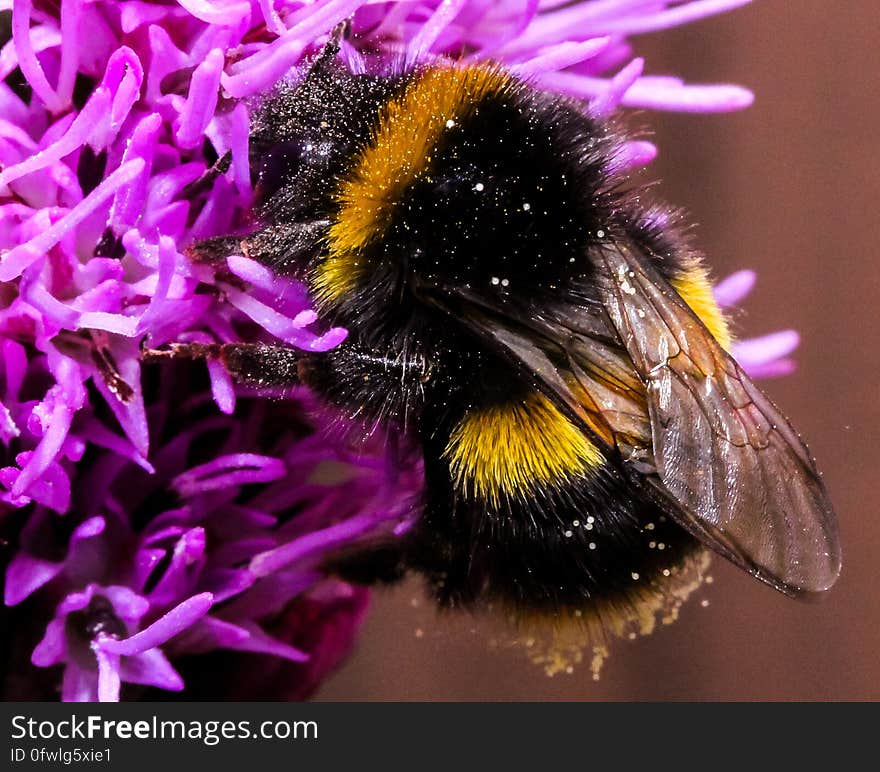 Close-up of Bee on Purple Flower