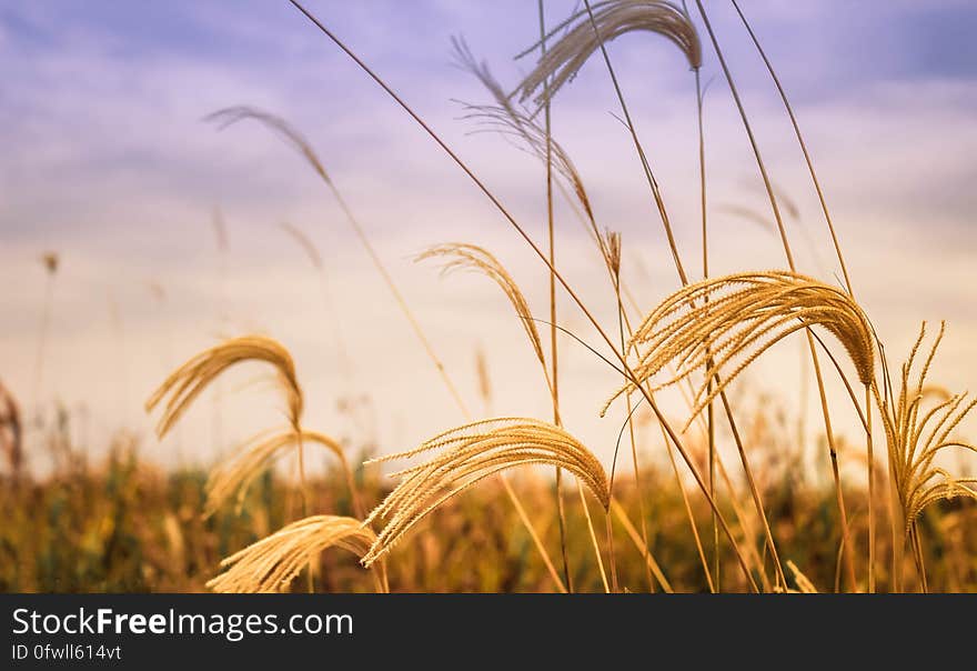 Close up of fronds on golden wheat in field against purple skies at sunset. Close up of fronds on golden wheat in field against purple skies at sunset.