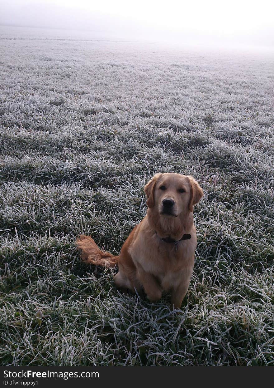 Portrait of Golden Retriever sitting obediently in frost covered moorland with thick mist. Portrait of Golden Retriever sitting obediently in frost covered moorland with thick mist.