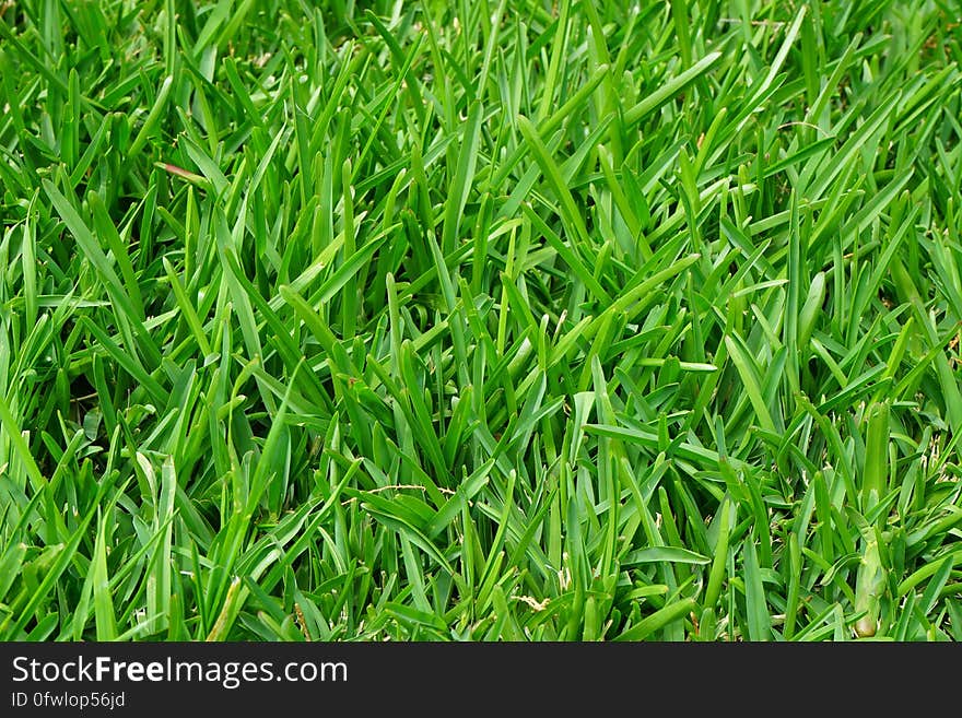 Green Grass Field