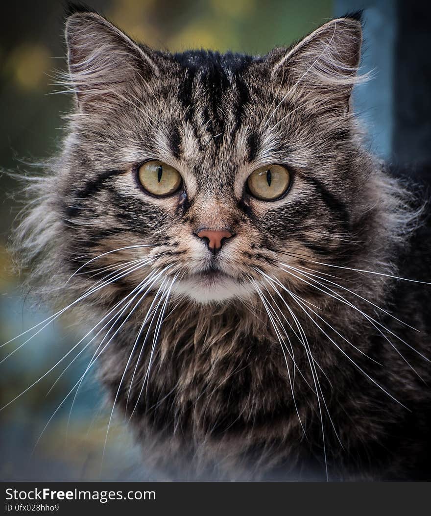 Close Up Photography on Gray Cat