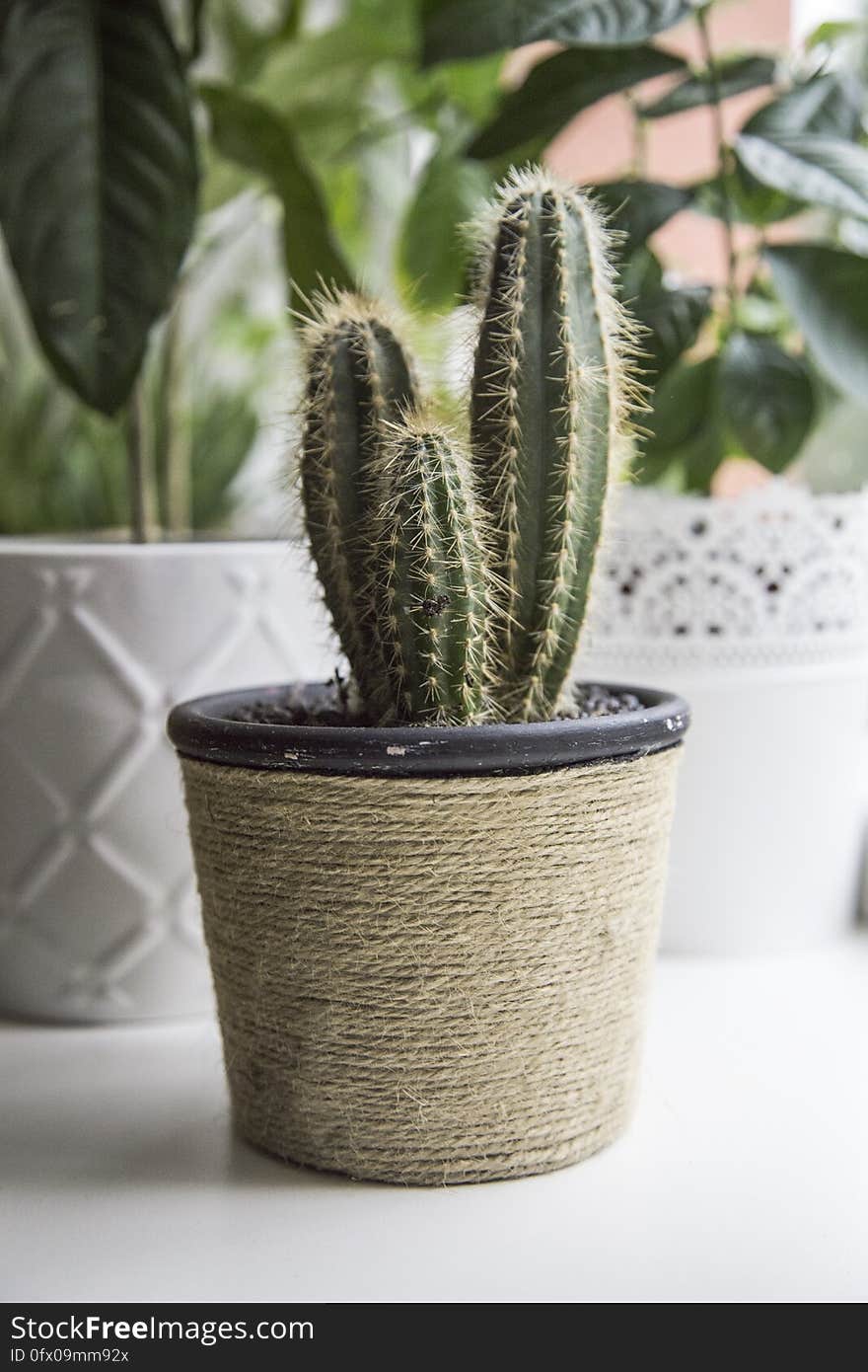 A cactus plant in a flower pot. A cactus plant in a flower pot.