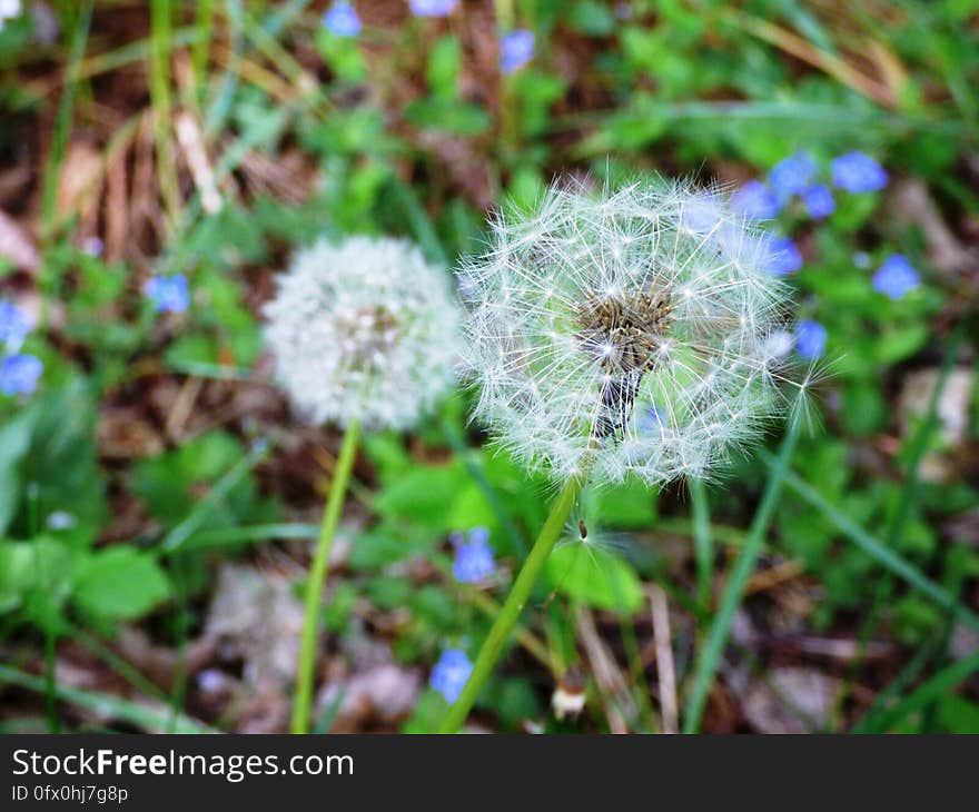 Dandelion seed heads in green grasses on sunny day. Dandelion seed heads in green grasses on sunny day.