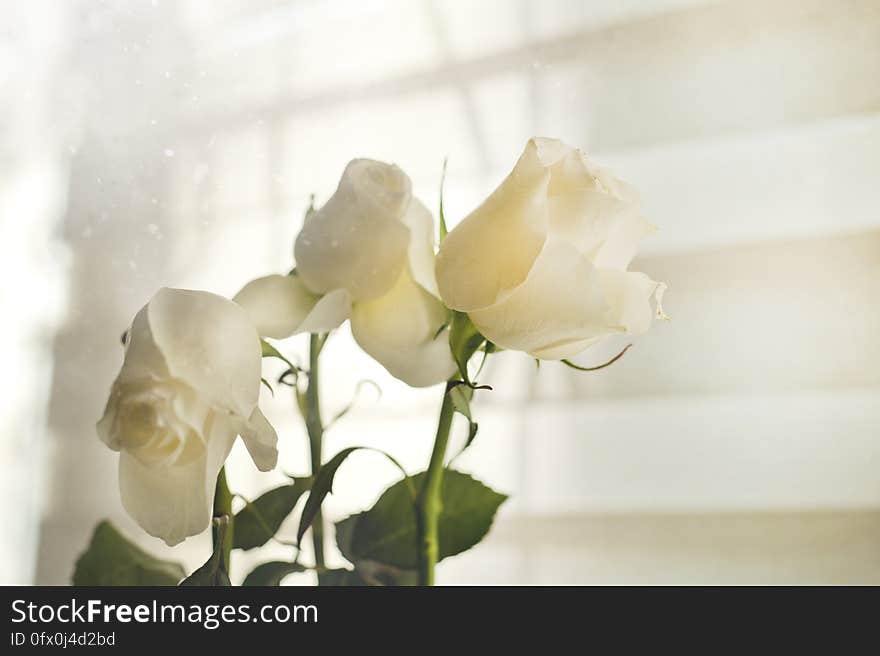 A close up of white roses in a vase.