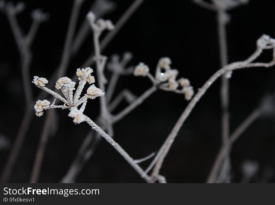 A close up of a frosty plant in the winter. A close up of a frosty plant in the winter.